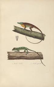 Image result for Anolis punctatus