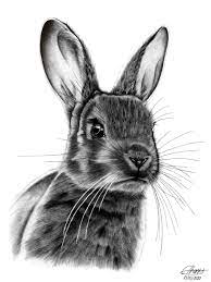 How to draw cartoon bunny rabbits and hares with simple step by step drawing lesson. Realistic Rabbit Drawing By Cherise Thoms Doodle Addicts