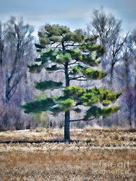 We did not find results for: Eastern White Pine Tree Photograph By Henry Kowalski