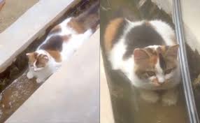 Jika kucing anda menggunakan tiang pencakar (scratching post) berbanding sofa, pastikan mereka tahu yang anda menyetujui tindakan mereka dengan bermain menggunakan. Punca Selangor Selalu Takdak Air Netizen Terhibur Tengok Kucing Berendam Dalam Longkang Manis Madu