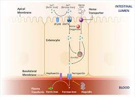 Novel Oral Iron Therapies For Iron Deficiency Anemia In Chronic Kidney Disease Advances In Chronic Kidney Disease