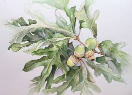 White oak acorns have a sweet or slightly bitter taste. White Oak Leaves And Acorns On Behance
