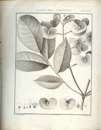 Image result for Flabellaria paniculata