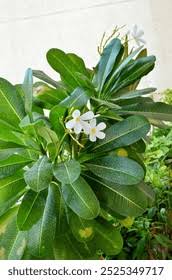 Image result for Apocynaceae subfamilies Apocynoideae and Rauvolfioideae