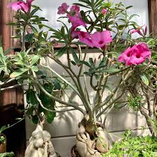 Image result for Adenium swazicum
