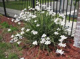 Image result for Dietes