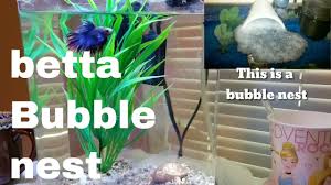 Betta Bubble Nest Meaning 2017 Youtube