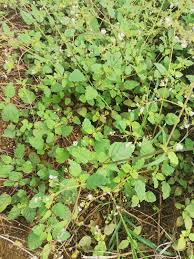 Image result for Boerhavia erecta