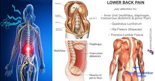 Within this group of back muscles you will find the latissimus dorsi, the trapezius, levator scapulae and the rhomboids. Where Is My Lower Back