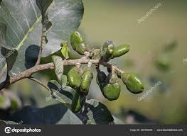 Image result for Anacardium