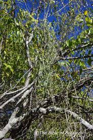 Image result for Cynanchum viminale