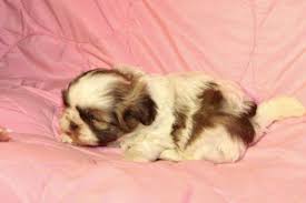 Grace is a beautiful tricolor imperial shih tzu. Imperial Shih Tzu Puppies For Sale In Evergreen Alabama Classified Americanlisted Com