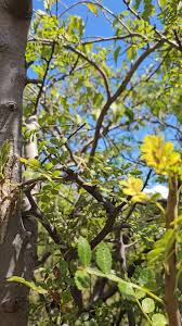 Image result for Commiphora angolensis