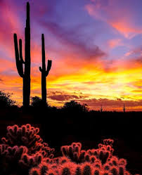 We did not find results for: 100 Cactus Ideas Scenery Arizona Sunset Desert Sunset
