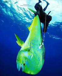 Dora Dora Bydiver969 Spearfishing Sea Fishing Deep Sea Fishing