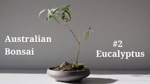 Sep 22, 2018 · it is good to know that you can actually grow bonsai trees from seeds. How To Make An Australian Eucalyptus Bonsai Youtube