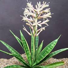 Image result for Sansevieria parva