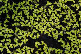 Image result for Lemna aequinoctialis