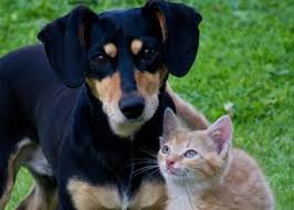 I considered buying a huge variety of different books written for laypeople about canine nutrition and homemade dog food because i wanted to start. Diagnostic Care Rau Animal Hospital
