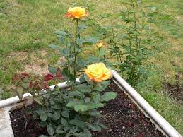 Volunteers help spiff up old cemeteries. Rio Samba Rose Bushes Creativeartworksblog