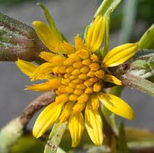 Image result for Geigeria burkei