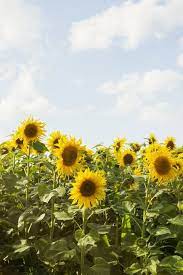 The Prettiest Sunflower Fields To Visit Across The U S Sunflower Fields Sunflower Wallpaper Flower Feild