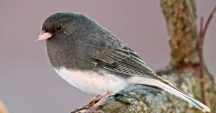 Birds Native To Virginia Pin On My Bird Watch