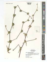 Image result for Psychotria sublyrata