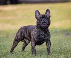 Comparison between american bully dog and french bulldog dog. Sizes Of French Bulldogs 29 Photos Puppy Weight Table By Months How Fast Is Body Weight Gain How Much Should A Puppy Weigh At 4 Months