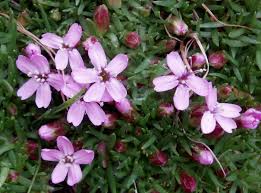 Image result for Aeschynomene mossoensis