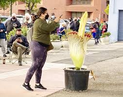 And what better way to celebrate so go ahead, shop around and send your san francisco friends and relatives beautiful bouqs blooms! Hundreds Of People In San Francisco Bay Line Up To Look For Corpse Flowers In Bloom Worldakkam