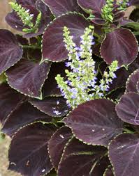 Succulent with purple flower blossom. Deep Purple Ground Cover Plant