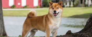 Check spelling or type a new query. Shiba Inu Dog Breed Profile Petfinder