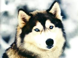 Canan Adli Kullanicinin Huskies Panosundaki Pin Hayvanlar Kopek Kedi