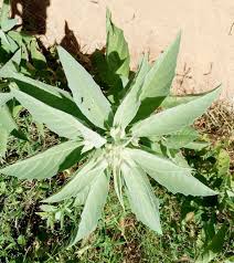 Image result for Astripomoea lachnosperma