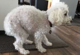Order mellit for your dog, a supplement for dogs with pancreatitis or diabetes mellitus. Pancreatitis In Dogs What It Is What Causes It And What You Can Do