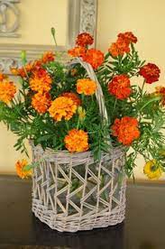 Maybe you would like to learn more about one of these? 75 Marigold Ideas Marigold Plants Flowers