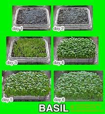 Growing Microgreens How To Grow Seeds Into Microgreens At Home Microgreens Growing Microgreens Aquaponics