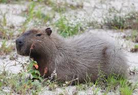 People can't get enough of the shocked capybara from planet earth last night. Capybaras Live On Rio Olympics Golf Course