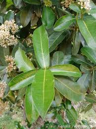 Image result for Pavetta incana