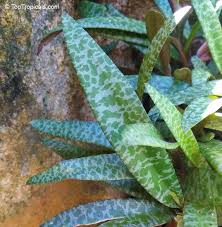 Image result for Ledebouria Unidentified sp. no2.