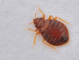 When pest control professionals handle a case of bed bug infestation, they follow a specific process in order to assure the homeowners that their home is finally. Bed Bug Identification Prevention Tips