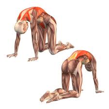 The name of the cow pose, bitilasana, comes from bitil meaning cow and asana meaning posture. Cat Pose Marjaiasana Stand On All Fours Put Your Hands And Knees At Your Hips Width Round Your Back And Hang Your Yoga Muscles Kundalini Yoga Yoga Fitness