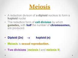 Maybe you would like to learn more about one of these? Meiosis Meiosis A Reduction Division Of A Diploid
