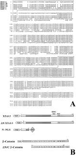 Author links open overlay panel hans c. Xtcf 3 Transcription Factor Mediates B Catenin Induced Axis Formation In Xenopus Embryos Sciencedirect