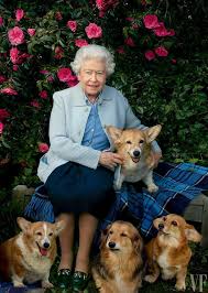 4 Tvitter Corgi Queen Queen Elizabeth Corgi