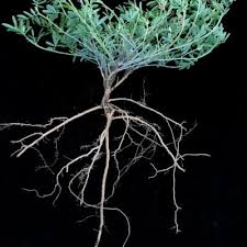 Image result for Microcharis annua