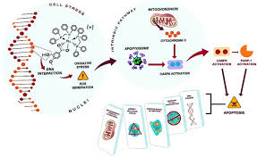 We did not find results for: Ruthenium Ii Complex Cis Ru Ii Å‹ 2 O 2 Cc 7 H 7 O 2 Dppm 2 Pf 6 Hmxbato Induces Ros Mediated Apoptosis In Lung Tumor Cells Producing Selective Cytotoxicity Scientific Reports