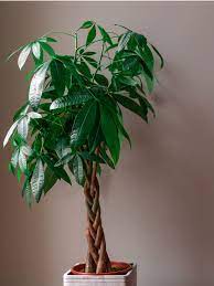 Use a spray bottle filled with water to mist the foliage of the tree. Pachira Money Tree Learn How To Care For Money Tree Plants