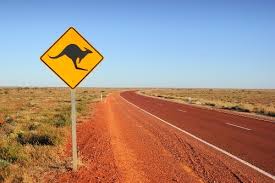 Mata anjing menatap ke arah wajah saya, seakan memberikan jawaban : 9 Frasa Bahasa Inggris Australia Untuk Berteman Dengan Orang Aussie